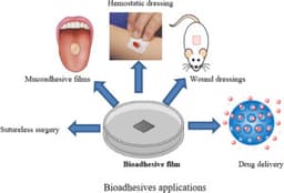 Bioinspired Adhesives: Learning from Gecko Feet and Mussels
