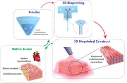 Bioprinting Organs: The Future of Transplants