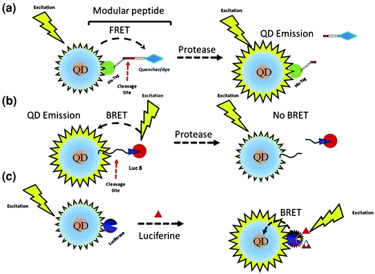 Illuminating Medicine: The Role of Quantum Dots in Imaging