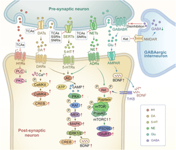 Neuroplastic Polymers: Materials That Learn and Adapt