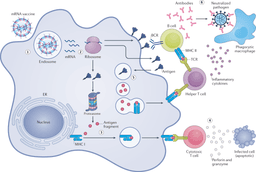 mRNA Vaccines: The Next Generation of Genetic Medicine