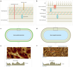 Emotion-Responsive Surfaces: When Materials React to Your Mood