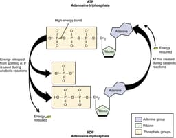  ATP: The Molecular Battery of Life