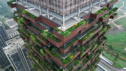 Vertical Forests: Can Cities Become Carbon Sinks?