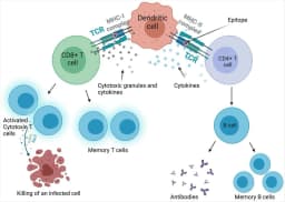 Peptide-Based Vaccines: A New Frontier in Immunotherapy