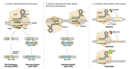 CRISPR Beyond Gene Editing: Disease Detection Tools