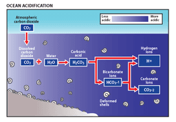 Ocean Acidification: The Silent Crisis Reshaping Marine Life