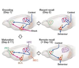 Chemistry of Memory: How Synthetic Molecules Could Enhance Human Cognition