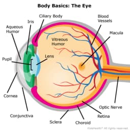 Bionic Eyes: Engineering Sight for the Blind