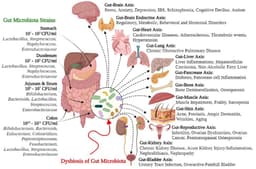The Gut Microbiome: How Bacteria Shape Human Biochemistry