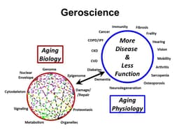 The Biochemistry of Aging: Why Do We Get Older?