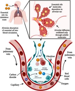 Aromatherapy 2.0: The Future of Chemistry in Mood-Enhancing Scents