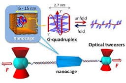 Nanocages in Drug Delivery