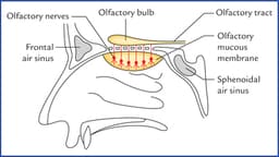 Why Some Molecules Smell Like Nothing: The Science of Olfactory Blind Spots